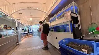 Shopping Fish Market, Sydney, Australia - 4K