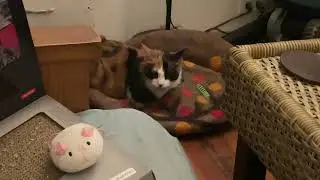 Ferocious Hunting by Tootsie the Calico Purr Machine! #autism #cat  ASMR 21
