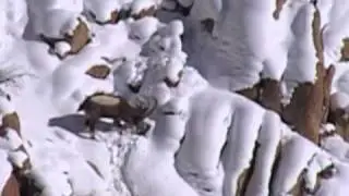 Snow Leopard Conservancy in Ladakh, India