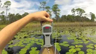 Koppers Live Target Frogs