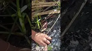 Unbelievable he caught so many frogs in the mud. #survival #nature #frog #fypシ #fishing #trend