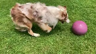 Pushing a Jolly Ball&mdash;physical and mental enrichment for dogs