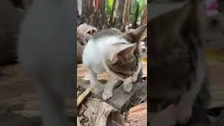 #fly #anmals #cat #kitten #cow #cute #nature #cuteanimal #puppy #monkey #pets #foryou #dog #funny
