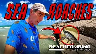 Beachcombing - Sea Roaches CRAWLING Everywhere!