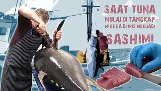 Ikan Tuna Mulai dari di Tangkap hingga di Iris Menjadi Sashimi