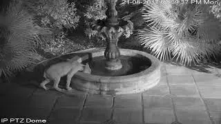 Bobcat and Sonoran Desert Toad