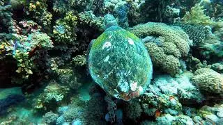 Diving in Egypt, Sharm El Sheikh. Jackson Reef and Thomas Reef, 2021. 4K