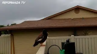 Birds of Oahu, Hawaii. Light nature sounds