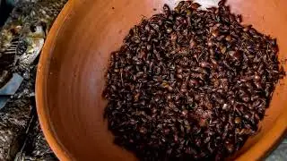 Las chicatanas un manjar y tesoro que solo Oaxaca sabe cosechar