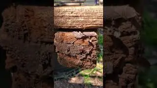 Backyard bug hunt  - acrobat ants part 2