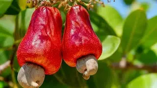 7 of the MOST DANGEROUS Fruits in the World You Should Know RIGHT NOW