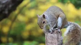 squirrel playing in the forest tree |squirrel video with music |nature| forest|