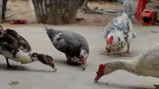 Ducks and Chickens are eating Rice so Happy day ❤️💕