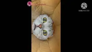 Cats are so funny you will die laughing - Funny cat compilation