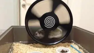 Hedgehog running on wheel