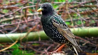 herken de spreeuw Sturnus vulgaris Star common starling &rsquo;&Eacute;tourneau sansonnet