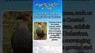 Winged Majesty: CampDotCom Soars with Majestic Caracaras in Flight!