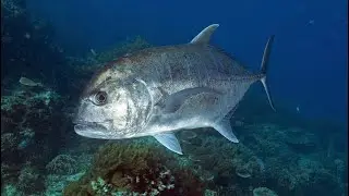 Fiji 🇫🇯 Fishing 🎣 2025 Episode 5 💜 #gianttrevally #bluefintrevally #lazer #lures #nomad #dtx #fiji 