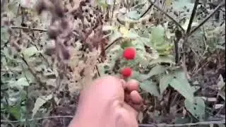 Explorando las calles de la finca  copramos  frutas