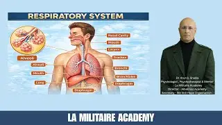 Human Respiratory System: Structure, Functions, and the Process of Breathing