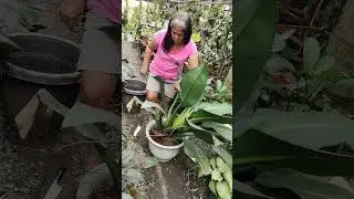 Propagation of philodendron martianum via topcutting