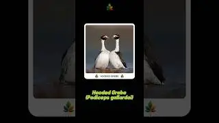 A Love Story in Motion: The Hooded Grebe's Courtship Dance #nature #beautifulnature #love