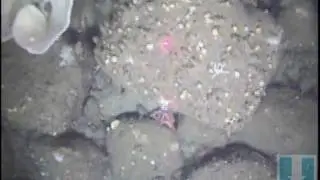 Stalked Tunicate and Chalice sponge
