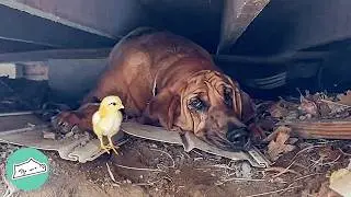 Gentle Bloodhound Steals Chicken Eggs To Protect The Babies | Cuddle Buddies