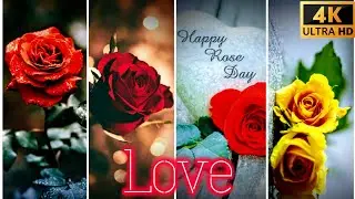 Rose Day Special Status 2022 ❤️❤️Love Status 🌹🌹 Valentine day status 💝💝  #short #roseday #roseday