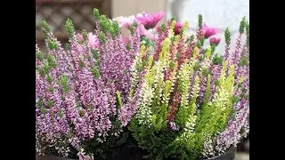 Amazing and Most Beautiful Heather Flowers | Calluna vulgaris