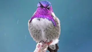 &ldquo;Sweet Hummingbird Seranade &ldquo;Heart Beats Like A Speeding Bullet 🎀💎🎵🎼🎶#@BeautifulTinySavages 