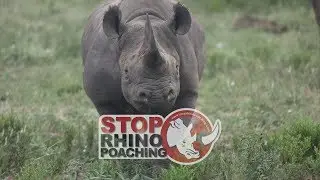 Impact on the Frontlines of the Rhino Poaching Crisis &ndash; StopRhinoPoaching.com
