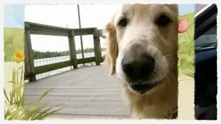 Luke, Service Dog & Best Friend