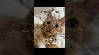 Proud Cat Moments #fok