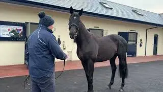 LOS ANGELES à Castlehyde Stud avec Cathal Murphy : Irish Stallion Trail