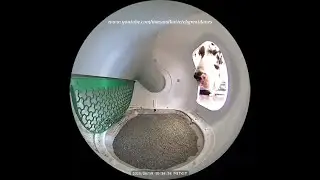 Funny Nosy Great Dane & Curious Cats Check Out Petkit Purobot Pro Max ID Camera in Litter Box