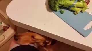 Choppin Broccolay
