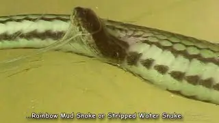 || SNAKES THAT GIVE LIVE BIRTH ||