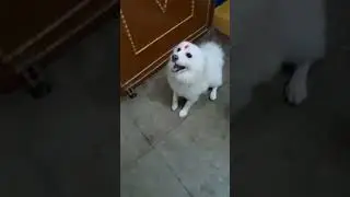 funny dog reels! best dog comedy video!#shorts #viral#tiktok
