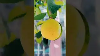 Witness a Lime's (Citrus  aurantiifolia) Journey in 5.5 Months! #lime #ripening #plant