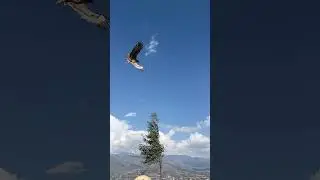 Directar General Pakistan Wildlife Protection Prince Haroon khan Released Eagle