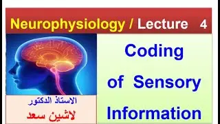 Coding of sensory information/Lashin ]لاشين
