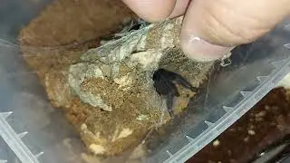 Tapinauchenius plumines (ex. violaceus)