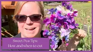 How and When to Cut Sweet Peas for Cut Flowers | My Favorite Varieties🌸 zone 8b