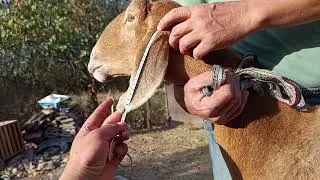 Арашан кой сатылат линия Корабль чип плем картасы бар адрес Беловодск0708932207@ArashanyKyrgyzstana 