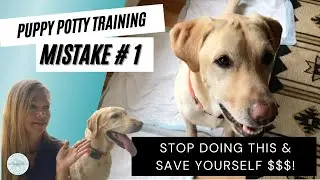 How To Avoid Puppy Potty Training Mistakes: Here&rsquo;s Why Using Pee Pads Indoors Are Costing You Lots
