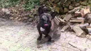 Trickdogs der Filmtieragentur Doggywood
