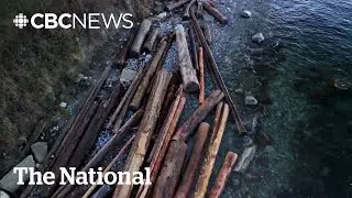 How drift logs could be destroying ecosystems along B.C.'s coastline