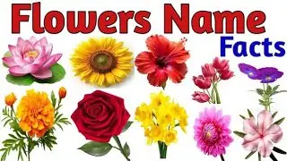 10 flower's name Hindi and english