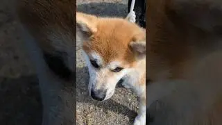 【秋田犬　幼犬】#秋田犬#ハチ公#秋田犬展覧会#癒し#子犬#仔犬